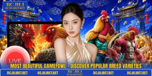 Most Beautiful Gamefowl – Discover Popular Breed Varieties