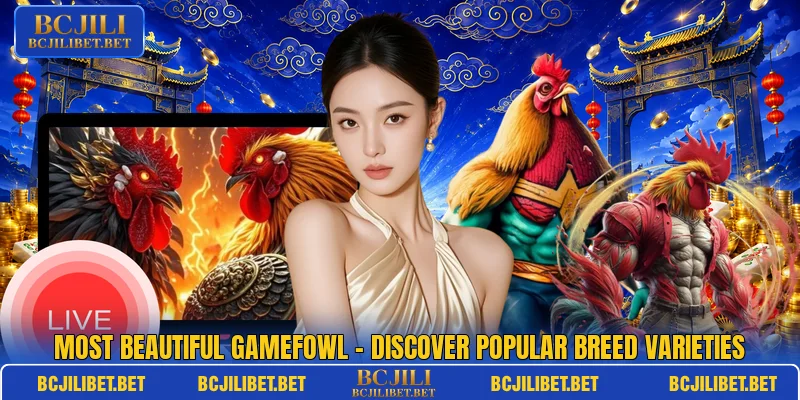 Most Beautiful Gamefowl – Discover Popular Breed Varieties